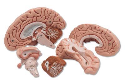 occipitale kwabben, hersenstam en cerebellum. Model rustend op sokkel.