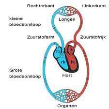 1. Wat is Pulmonale Hypertensie Algemeen Pulmonale hypertensie (afgekort PH) is een zeldzame longaandoening waarbij de bloeddruk in de longslagader boven de normale waarden stijgt.