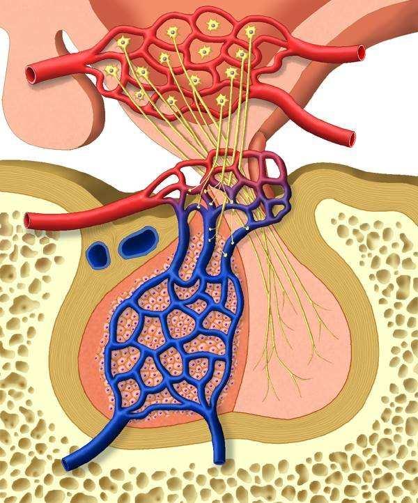 1 10 Hypofyse Opgebouwd uit 3 klieren Voorkwab en middenkwab (adenohypofyse) Achterkwab (neurohypofyse) contact met hypothalamus: Via hypofysepoortader systeem