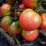 Bij de meeste variëteiten van deze groep gaat dat op, enkele uitzonderingen zoals de zgn. vultomaten. De klimmende planten geven enorm grote vruchten tot wel 1 kg zwaar, meestal 350-500 g!