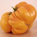 Een topper onder de helderoranje vleestomaten! De Amerikaanse kenner Carolyn J. Male prijst de smaak van deze grote tomaat: "The whopping taste of this mighty tomato is truly unequaled ".