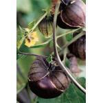 Zaden - Groenten en Fruit 118/130 Tomatillo 'Purple de Milpa' Physalis ixocarpa (Engels: Husk Tomato) Leuk probleemloos gewas, oorspronkelijk bekend in de Mexicaanse keuken.