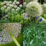 grond goed afwaterend is, dan is planten in de vollegrond goed te wagen. Zowel blad als (lila) bloem van deze sierlijke plant zijn eetbaar en hebben een mild tot stevig knoflookaroma!