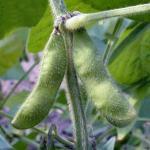 2 500 g 95,00 Lablabbonen 'Witte Sim' Dolichos lablab (Engels: Hyacinth Bean) Sierlijk, klimmend peulgewas voor een zonnig plekje buiten of in de kas.