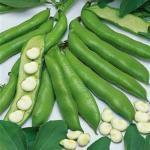 Maior (Engels: Broad Bean) Een echte wintertuinboon. Wintertuinbonen zaai je dan in oktober-november en ze geven zeer vroeg in de zomer oogst, voordat de luizen ze in de gaten hebben!