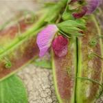 Maar ook rodekool, aubergines, bramen, druiven en kersen bevatten deze natuurlijke, gezonde kleurstof, bekend onder E163. Het heeft ruim 10 jaar geduurd om dit prachtige resultaat te bereiken!