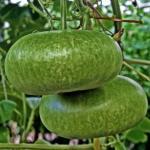 Zaden - Groenten en Fruit 30/130 Kalebas 'Canteen' / 'Plate de Corse' Lagenaria siceraria var. Depressa (Engels: Bottle-Gourd, Creools: Poe, Hindoest.