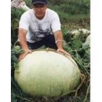 1 100 zaden 10,00 Kalebas 'Giant Bushel' / 'Giant Ronde de Zaire' Lagenaria siceraria (Engels: Bottle-Gourd, Creools: Poe, Hindoest.