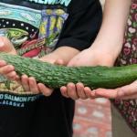 1 500 zaden (3 g) 25,00 Komkommer 'Salt and Pepper' Cucumis sativus (Engels: Cucumber) ALGEMENE INTRODUCTIE KOMKOMMERS: Komkommers, die lange ranken krijgen mogen     Let op de individuele