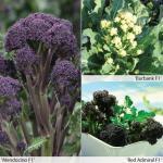 145400 200 zaden 1,95 (Asperge)broccoli (White Sprouting Type) 'White Eye' Brassica oleracea botrytis var Cymosa (Engels: Broccoli) Sprouting Broccoli is de meest oorspronkelijke (Italiaanse) vorm