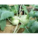 Zaden - Groenten en Fruit 41/130 Witte Koolrabi 'Delikatess Weisser' / 'Wener Witte' Brassica oleracea acephala var gongylodes (Engels: Kohlrabi) De basis van de stengel is verdikt en lijkt daardoor