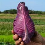 Alba (Engels: Pointed Cabbage) Eigenlijk een soort Wittekool, onderscheidt zich door snellere groei en spitse koolvorm. Vroeg type.