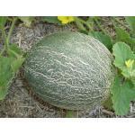 Cantaloup (Nederlands: Kanteloep) is de Franse schrijfwijze voor het Italiaanse Cantaluppi, het landgoed van de pausen, waar in de vroege Middeleeuwen meloenen uit de toenmalig bereikbare wereld