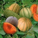 Cantaloup (Nederlands: Kanteloep) is de Franse schrijfwijze voor het Italiaanse Cantaluppi, het landgoed van de pausen, waar in de vroege Middeleeuwen meloenen uit de toenmalig bereikbare wereld