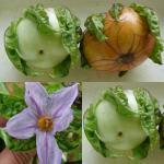 Zaden - Groenten en Fruit 5/130 Antroewa Solanum macrocarpon Ronde, witte of lichtgroene vruchten ter grootte van een flinke tomaat.