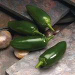 Deze variëteit van het type Jalapeno is zeer ziekteongevoelig en geeft (naar men zegt) de grootste oogst! 208250 15 zaden 2,95 208250.1 1.000 zaden 89,00 208250.2 5.