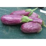 1 ± 3000 zaden (10 g) 29,00 Aubergine Jewel Emerald F1 Solanum melongena (Engels: Eggplant) Stevige, compacte planten, die dus ideaal zijn voor de teelt in potten!