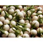 015168 7 zaden 2,95 Aubergine Jewel Opal F1 Solanum melongena (Engels: Eggplant) Stevige, compacte planten, die dus ideaal zijn voor de teelt in potten!