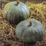 000 zaden 100,00 Pompoenen 'Blue Hungarian' / 'Ponderosa' F1 Cucurbita maxima ECO GETEELDE ZADEN!