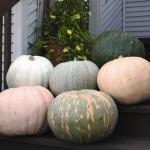 000 zaden 60,00 Pompoenen 'Winter Sweet' F1 Cucurbita maxima Deze zeer smakelijke Kabocha pompoen geeft middelgrote vruchten van ruim 2 kg, die vaak zeer lang te bewaren zijn.