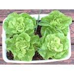 capitata (Engels: Butterhead Lettuce) ECO GETEELDE ZADEN! De naam betekent letterlijk: "Wonder der vier jaargetijden", dat belooft wat! Zeer zachte, bruinrode sla. Volgens velen de zachtste.