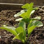 000 zaden (100 g) 19,95 Krulsla 'Royal Frillice' Lactuca sativa var crispa (Engels: Loose Leaf Lettuce) Fijn ingesneden blad. Onderlinge plantafstand 35 cm. Zaaitijd buiten van maart-half augustus.