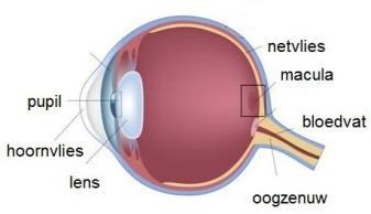 Inleiding Uw oogarts heeft met u besproken dat u een oogziekte heeft die macula degeneratie wordt genoemd.