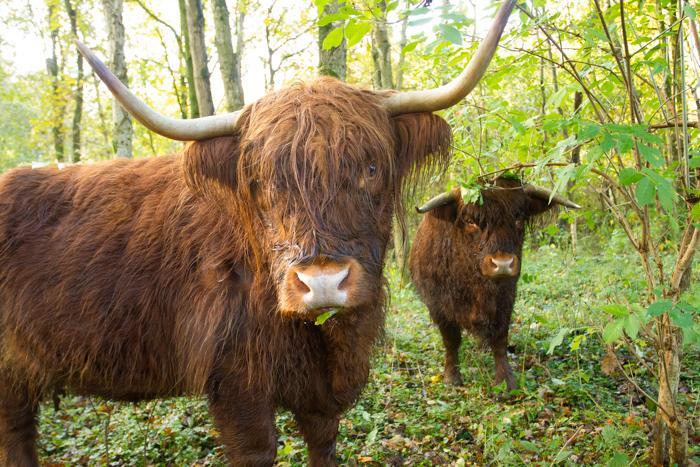 Toekomst natuurbeheer: waar