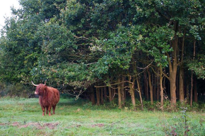 Geleidelijke bosrand door natuurlijke begrazing