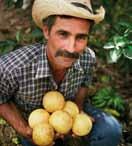 46 BIO Sinaas-mangosap Herkomst: Brazilië Productnummer besteleenheid: 21008 Multivruchtensap met een exotische mix van sinaasappelsap en mango (19%) van biologische teelt. In hergebruikfles.