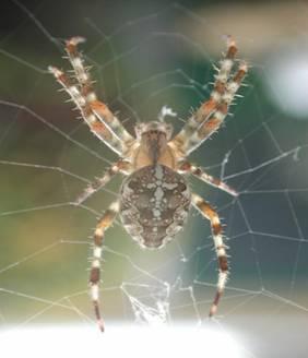 Spinnen hebben acht poten, het zijn eigenlijk zeven losse stukjes die met een soort touwtje aan elkaar vast zitten vandaar dat de poten zo soepel zijn.