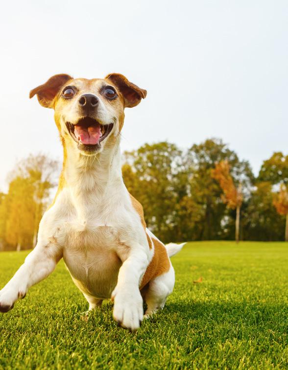 De Reaal Dier & Zorg Verzekering De meest complete huisdierverzekering voor honden en katten in