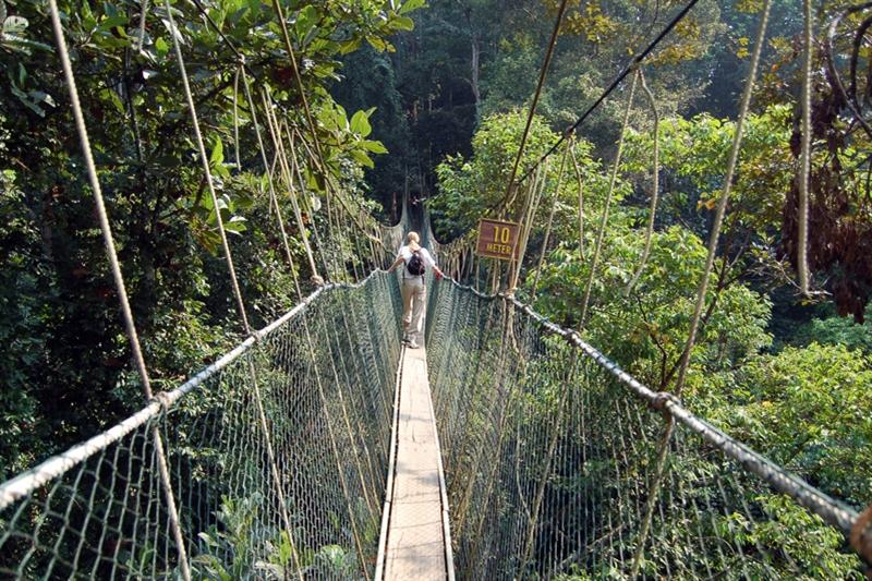 Dag 6: Melaka Taman Negara Nationaal Park Het wordt tijd voor natuur! Nog maar 400 jaar geleden was het overgrote deel van Maleisië begroeid met dicht regenwoud van kust tot kust.