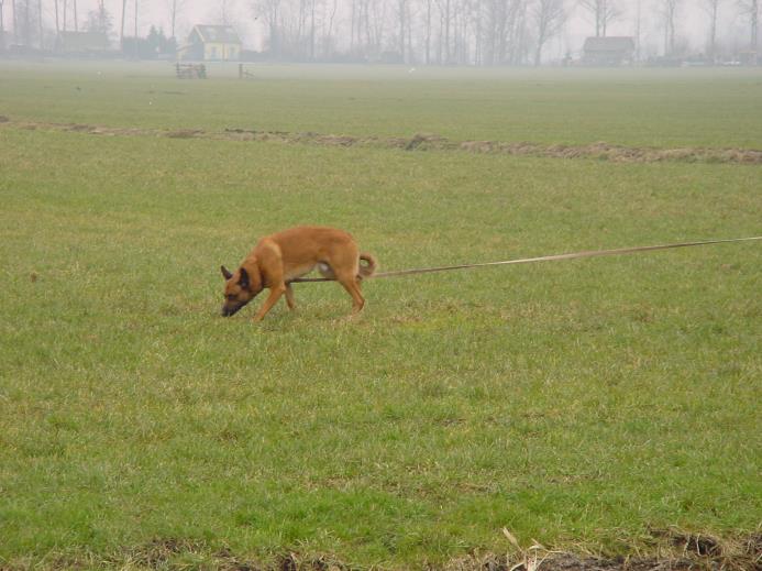 geur van het spoor zoals deze door de spoorlegger wordt achtergelaten.