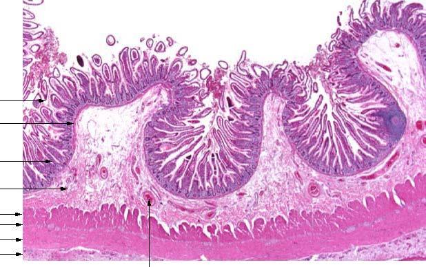 Welke andere, met de lichtmicroscoop waarneembare anatomische aanpassingen heeft de dunne darm voor het absorberen? 3.