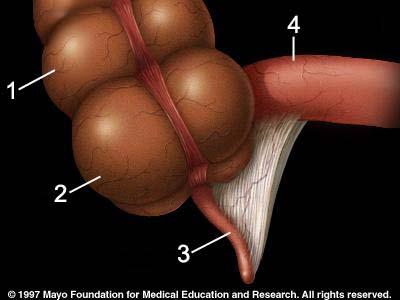 Dikke darm 1. Wat is de voornaamste taak van het colon? 2. Aan het begin van de dikke darm zie je nog een klein doodlopend stukje darm dat uitmondt in een dun buisje.deze zijn hier uitvergroot.