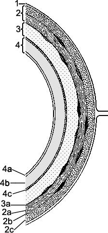 Dit is een schematische tekening van de opbouw van de darmen. Er zijn vier te onderscheiden hoofdlagen in deze tekening. Sommige lagen bestaan uit 3 sublagen, hier aangegeven met a, b en c.