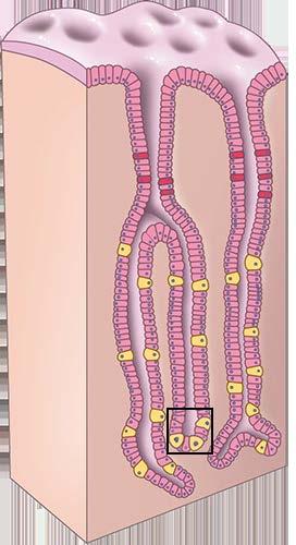 Uit welk functioneel type cellen bestaat het epitheel dat de maagwand vormt?