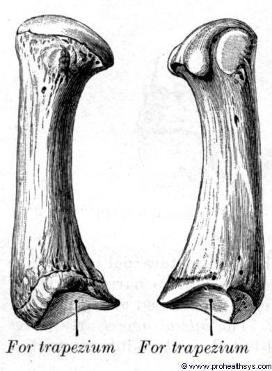 Complementair hieraan is het distale trapezium convex in het dorso-volaire vlak en concaaf in het radioulnaire vlak [Figuur 1; Young et al. 2004].