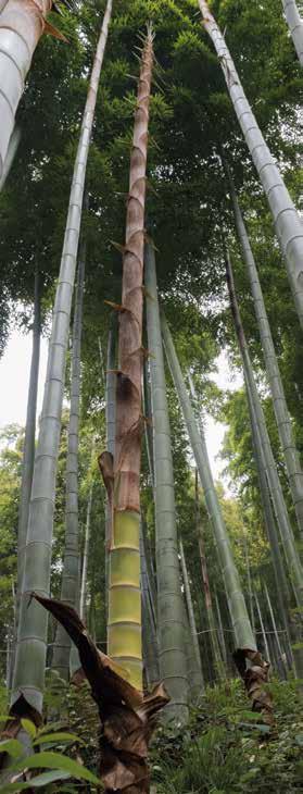 MOSO bamboe vloeren: een duurzame keuze! MOSO bamboe vloeren bieden grote duurzaamheidsvoordelen ten opzichte van andere vloeren, en zijn zelfs aangetoond CO2 neutraal over de gehele levenscyclus!