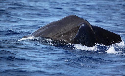 Het zijn deze diepe wateren die van Dominica de beste plaats maken om de potvis, onze belangrijkste attractie, te spotten.