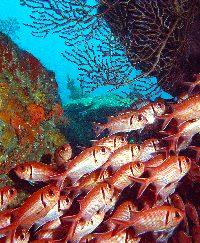 Als een van de meest noordelijk gelegen duikplekken, is Toucari Caves bijzonder vanwege de reeksen kleine zwemgaten.