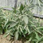 Zaden - Nuttige Planten 1/6 Aardappeldokter Artemisia ludoviciana (Engels: Prairie Sage, Wormwood, Mugwort, Gray Sagewort, and White Sagebrush) Aangetoond is, dat het extract van het blad en de