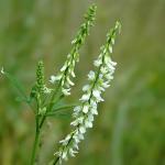 De zaden worden rauw (onrijp) of gekookt gegeten, gedroogd worden ze tot poeder vermalen en in soepen en andere gerechten verwerkt. Door brooddeeg gemengd geeft het aan brood een bijzonder aroma!