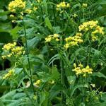 De plant siert zich overigens ook met zeer sierlijke, blauwe kelkbloemen; de vruchtdoos kan gedroogd worden.