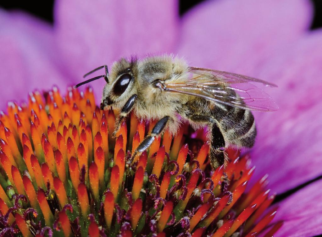 Bijen en hommels herkennen Blinde bij Lookalikes Veel insecten nemen de vorm en kleur aan van een