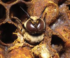 parasiteren op de bijen zelf.