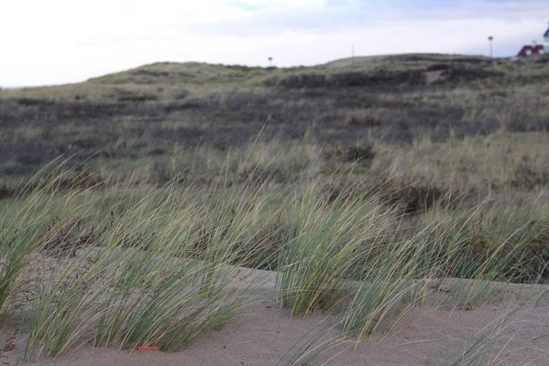 Kenmerkend en dominant habitat zijn de witte en grijze duinen. Hier is de begroeiing redelijk dicht met hier en daar open plekken.