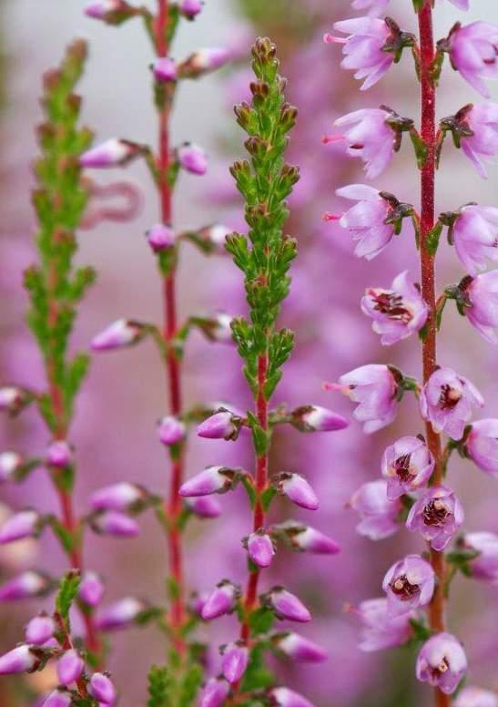 14 Biodiversiteit toepassen, betekent ondernemen voor de