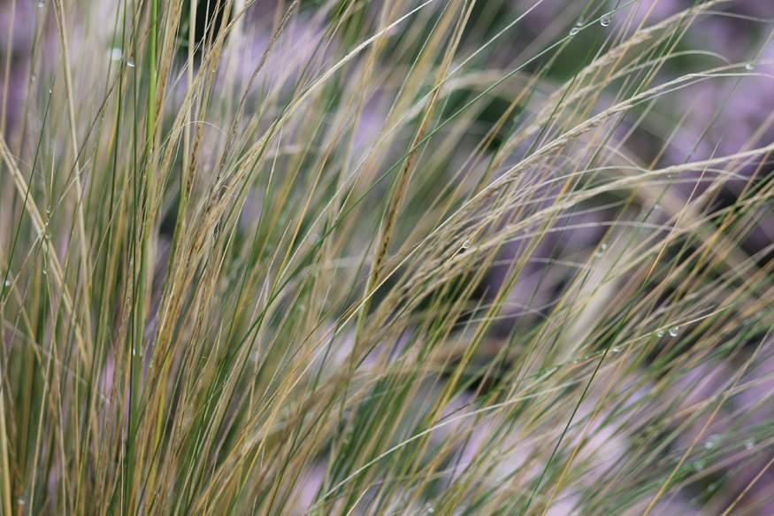 Kruiden, bloemen, gras en beplanting Bloem- en kruidenrijke beplanting Bermen of niet in gebruik zijnde percelen